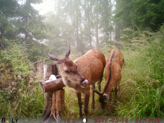 Ej,ale im chutí!