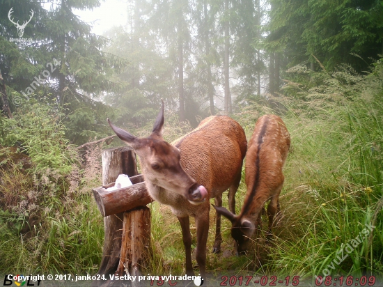 Ej,ale im chutí!