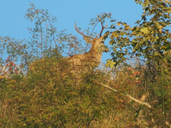 Maskovaný.