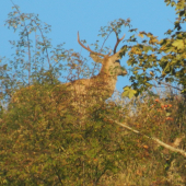 Maskovaný.