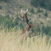 Driemajuci.