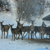 Vysoká.