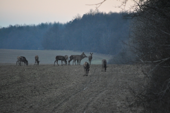 Jelenia zver