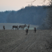 Jelenia zver