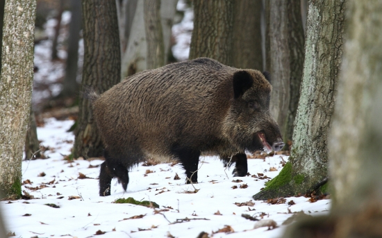 Na diviačích potulkách