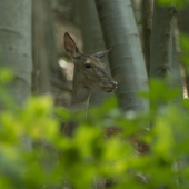 Ticho, niečo počujem