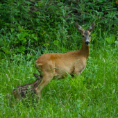 Niet krajšieho pohľadu
