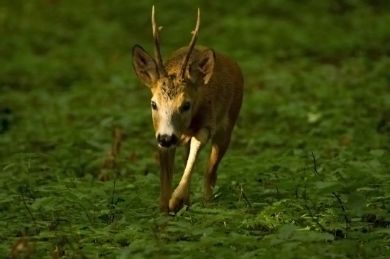 Privábený na pár krokov