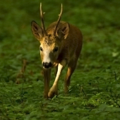 Privábený na pár krokov