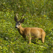 Najkrajšie parôžky v revíri