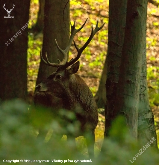 Kráľove korunky