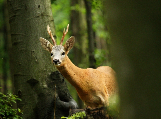 Čo je to tam za tým bukom?
