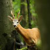 Čo je to tam za tým bukom?