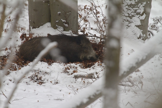 Buvkaj diviačik malinký