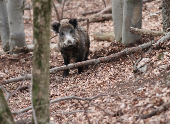 Táto už čosi prežila
