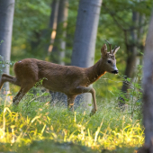 Privábeny v ranom svetle