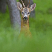 Za zvukom vábničky