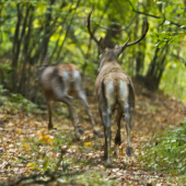 Ked sa to nedá stihnúť