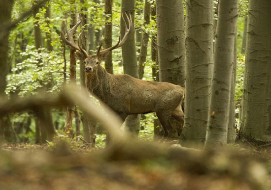 Najväčší akého som videl ruja 2012