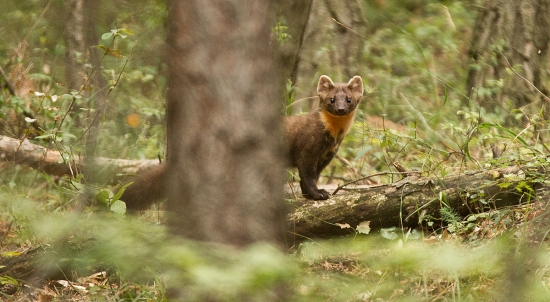 Prvý krát som ju videl
