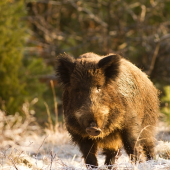 Dnes na spoločnej polovačke