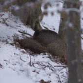 Malý a veľký kamarád