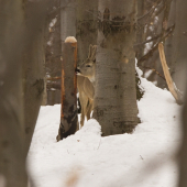 Z tej soli mi určite ešte podrastú
