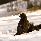 Dnes si dám Diviaka