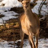 Skoro sa mi tam nevošla