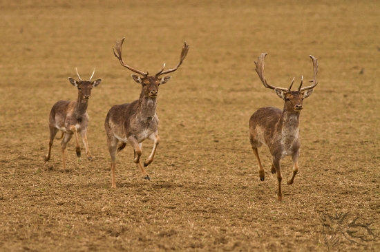 Skoro ma prevalcovali
