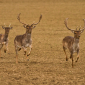 Skoro ma prevalcovali