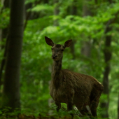 V bojových podmienkach