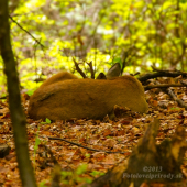 Prosím nerušiť :-)