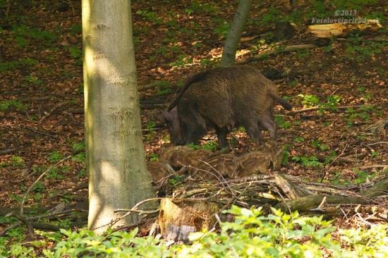 Diviačia rodinka
