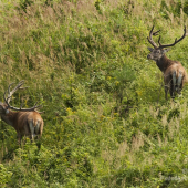 Výhoda veľkého parožia :-)