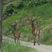 Malý a veľký kamarát