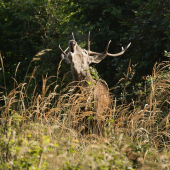 Zaručal do objektívu