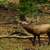 Keď tuhne v žilách krv
