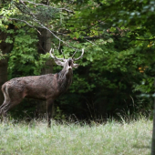 Odvaha mu nechýbala