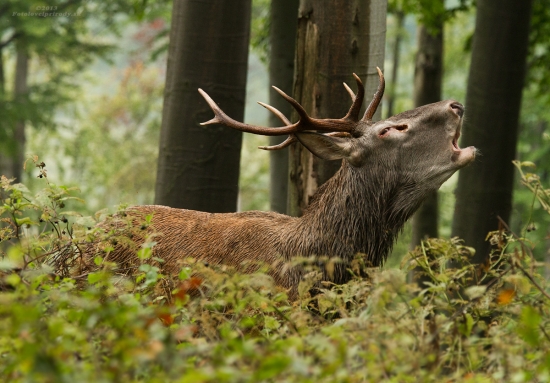 Keď naskočia zimomriavky
