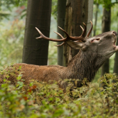 Keď naskočia zimomriavky