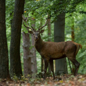 Vyhnaný z rujoviska