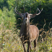 Priamo do objektívu
