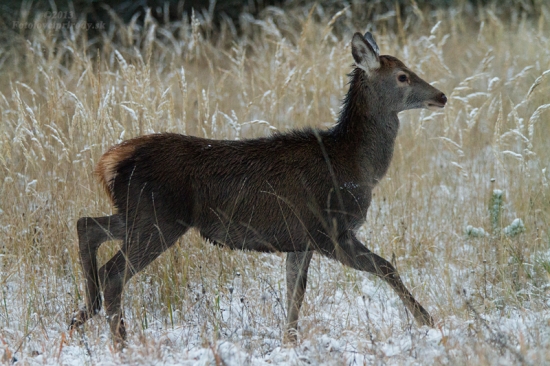 Prvý krát na snehu