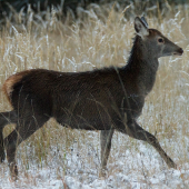 Prvý krát na snehu