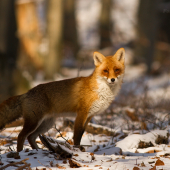 Líška Hrdzavá (Vulpes vulpes)
