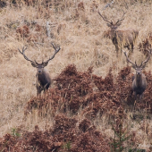 Najväčší zo 150-tich