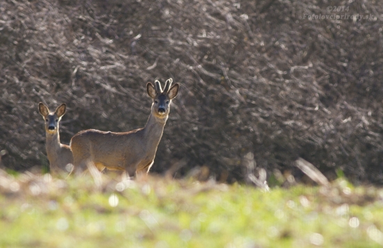 Na paši v protisvetle