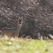 Na paši v protisvetle