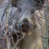 Zoči voči diviakovi